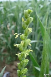 ​大家认识认识黑小麦