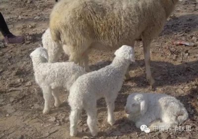 ​羊尾巴用途介绍