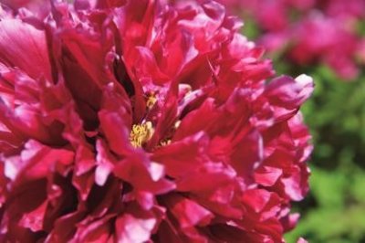 ​花中之王的“花王”国色天香群芬芳