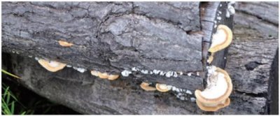 ​「自然科普」东方栓孔菌：菌盖半圆形或近贝壳状