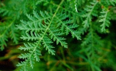 ​植物-黄花蒿，清热、解暑