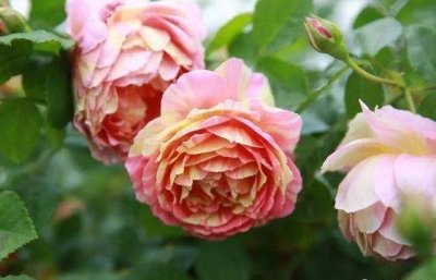 ​新手养花不如养一盆“彩蝶”，花色丰富，香味浓郁，适合盆栽养殖