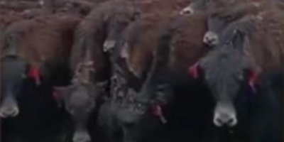 ​世界首个无角牦牛培育成功 网友：总感觉少些什么