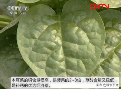 ​古老蔬菜“木耳菜”，外形像心形，吃起来像木耳