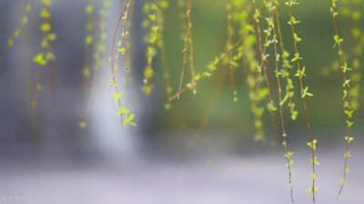 ​北地风 | 采油树（外一首)