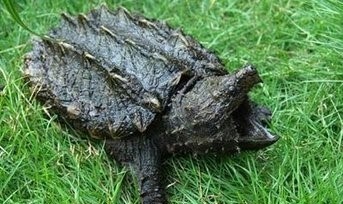 这只乌龟的咬合力超过狮子，它到底什么来路