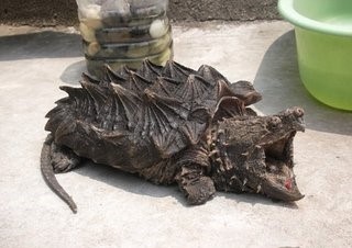 这只乌龟的咬合力超过狮子，它到底什么来路