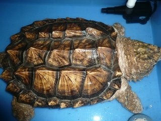 这只乌龟的咬合力超过狮子，它到底什么来路