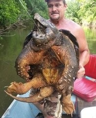 这只乌龟的咬合力超过狮子，它到底什么来路