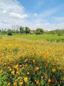 ​“春风十里不如你”原诗是什么？