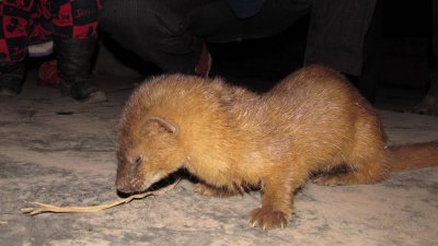 ​臭屁大王黄鼠狼，究竟最怕什么？说出来你都不敢相信