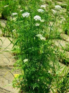 ​蛇床是一种什么样的植物
