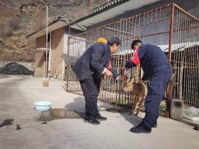 ​山西省五台山国有林管理局救助一只国家二级保护野生动物——狍子