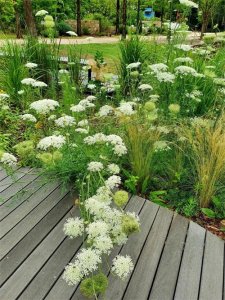 ​药材名称—蛇床