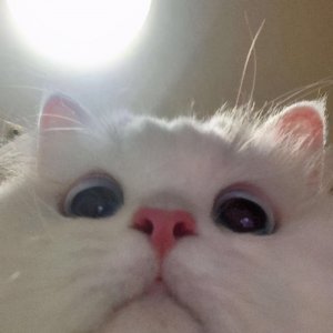 ​霸气高贵的宠物公猫名字有神秘感-可爱点