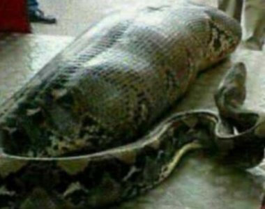 ​撑爆了！巨蟒吞食醉汉曝光腹部现人形 美国蟒蛇袭击致死事件频发