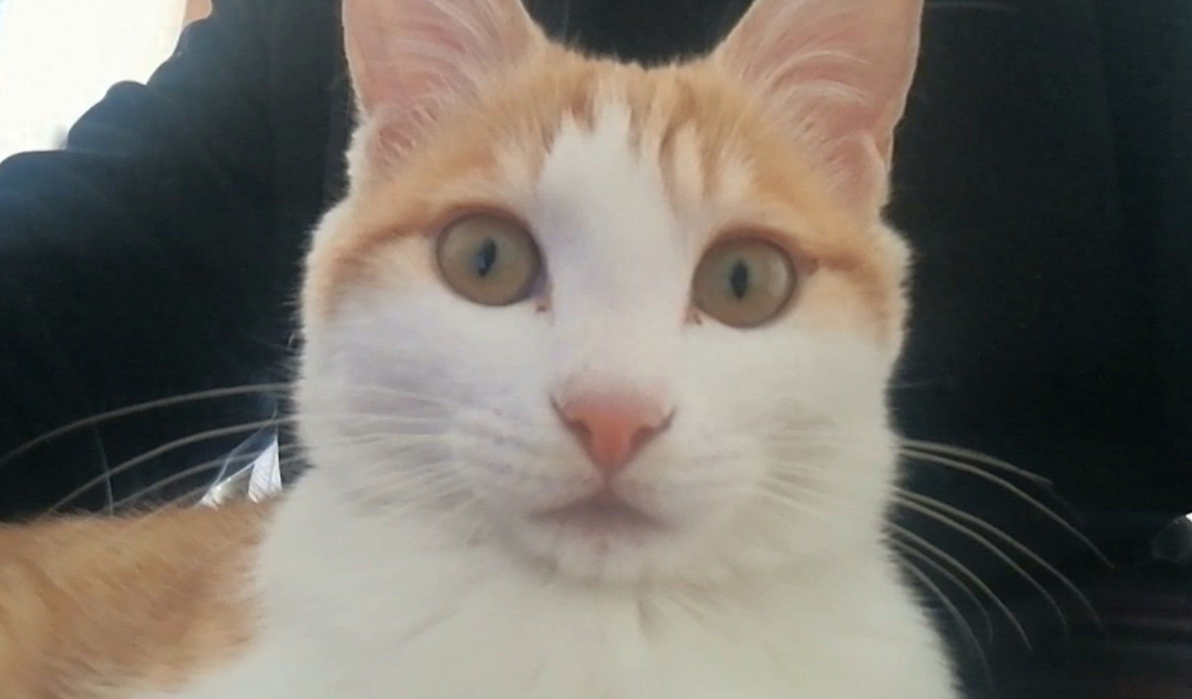 九妹大王表情包大派送!看看你喜欢哪一款?