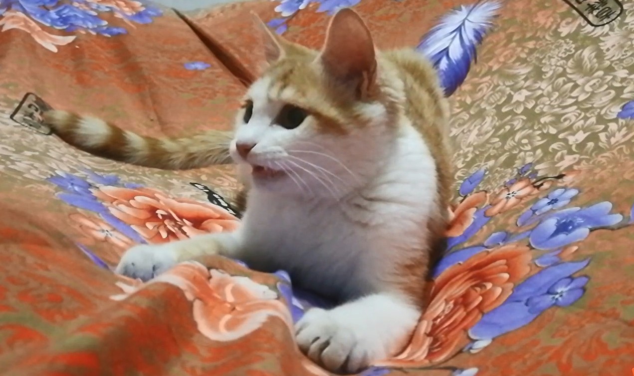 九妹大王表情包大派送!看看你喜欢哪一款?