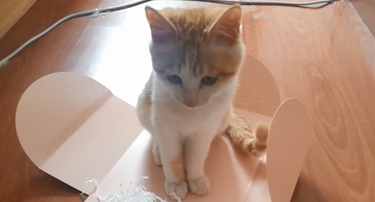 九妹大王表情包大派送!看看你喜欢哪一款?