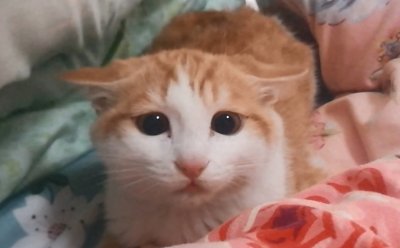 ​九妹大王表情包大派送！看看你喜欢哪一款？