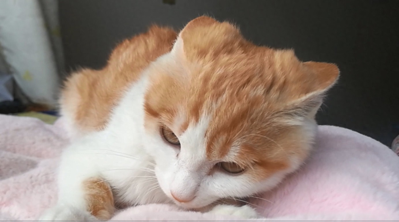 九妹大王表情包大派送!看看你喜欢哪一款?