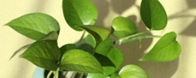 绿萝用什么肥料