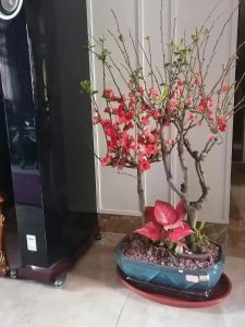 ​我的阳台小花园，种花种草种心情