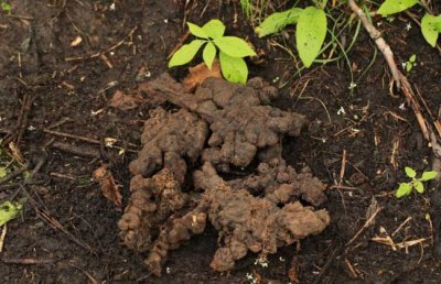 ​猪苓长在向阳山地、林下富含腐殖质的土壤中，内面近白色或淡黄色