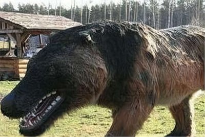 ​我国频繁出没的驴头狼，到底是什么物种？和患有疥疮的狸猫很像