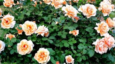 ​中国34个省级行政单位的省花分别是什么花？