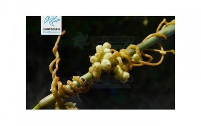 ​1200种多肉植物图鉴电子版（1200种多肉植物图鉴珍藏版）