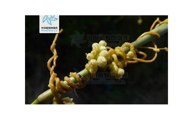 1200种多肉植物图鉴电子版(1200种多肉植物图鉴珍藏版) 1200种多肉植物图鉴电子版(1200种多肉植物图鉴珍藏版)