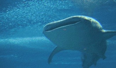 ​深海“小恶魔”达摩鲨，身长只有50厘米，能生吃虎鲸和大白鲨