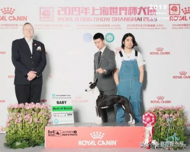 ​百科 | 惠比特犬，外表软萌的凶猛猎兔王