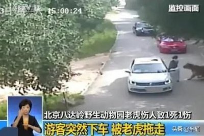 ​老虎的命门在哪里？野外遇到老虎如何自保？爬树或者跳水有用吗？