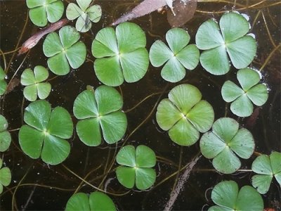 ​读经典：《诗经》微解之《采蘋》