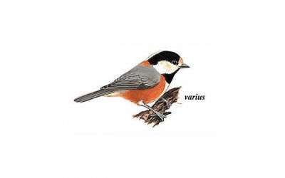 ​广东省单身占11%最高 中国单身比例调查