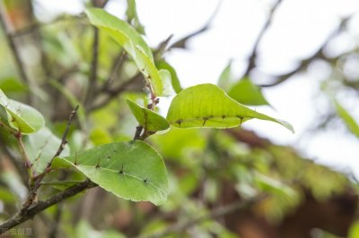 ​名字起好了，就成功了一半？植物界中的神仙起名，果真名副其实