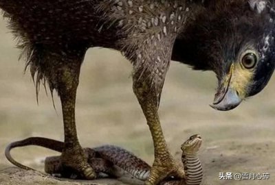 ​安徽发现一只蛇雕，捉到蛇先吞蛇头，接着蛇身，却将蛇尾留在嘴外