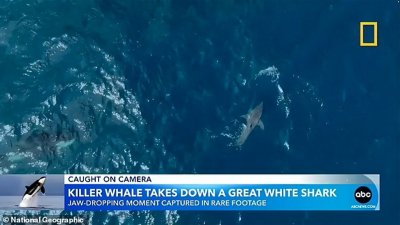 ​60岁祖母级虎鲸单杀大白鲨，专家直呼：太罕见，是气候变化引起的