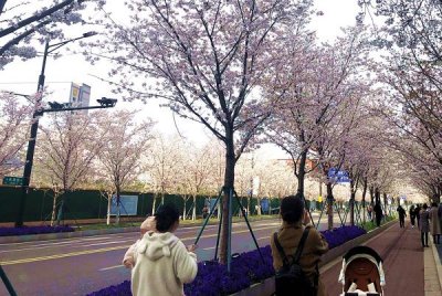 ​发现春之美江苏南京：江北新区“樱花大道” 一路繁花一路春