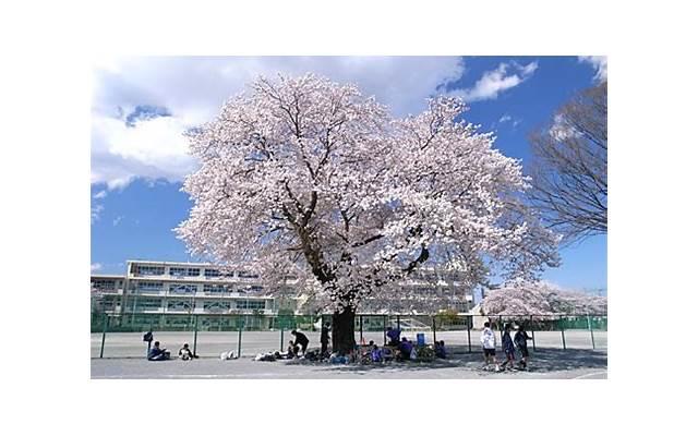 “倒插门的我，毫无尊严”