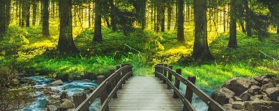 ​龙须树的象征意义 龙须树代表什么意思