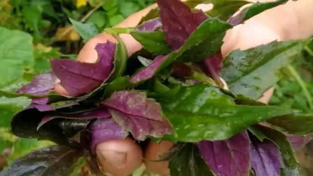 漂亮女性都爱的野菜，每天吃一把，缓解痛经，皮肤更水嫩