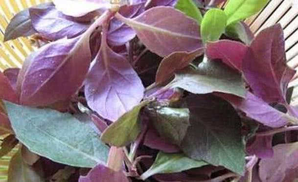 漂亮女性都爱的野菜，每天吃一把，缓解痛经，皮肤更水嫩