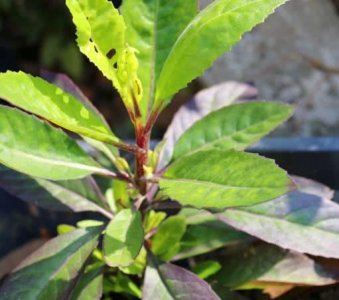 ​漂亮女性都爱的野菜，每天吃一把，缓解痛经，皮肤更水嫩