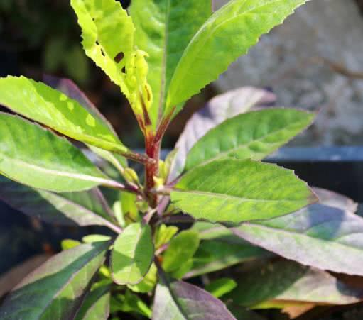 漂亮女性都爱的野菜，每天吃一把，缓解痛经，皮肤更水嫩
