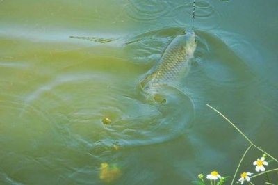 ​钓鱼切线是什么意思（千万别以为切线就是中大鱼了）