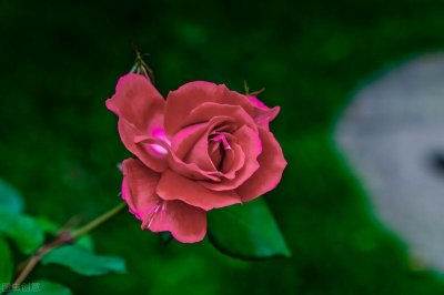 ​月季花品种有哪些名字介绍（9种好养又勤花月季种类）