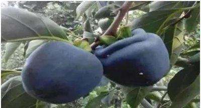 ​特色农业种植项目介绍